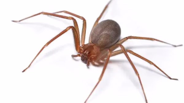 Aranha