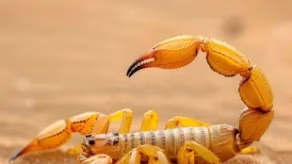Escorpião