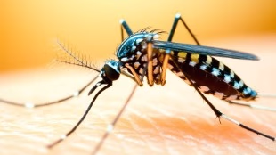 Mosquito