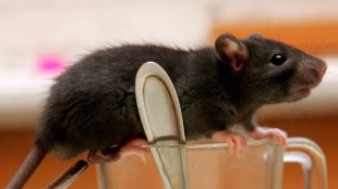 Rato